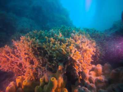 Lo spettacolo offerto � straordinario. Basti guardare alle piccole colonie di Cladocora caespitosa, la madrepora a cuscino con le sue forme morbide e i piccoli �tentacoli� giallastri